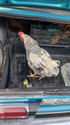 kənd colpası satışı: Xoruzlar satilir temiz et 1.300 1.500 11 azn ve 750 900 qram 9Azn — 1