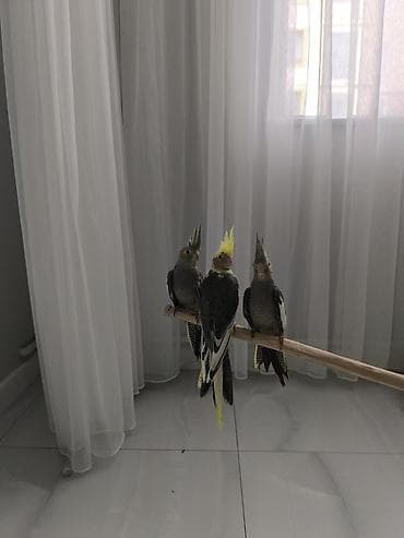 quş üçün qəfəs: 2-ayliq Quslardi çox ağilli Nimfa (Cockatiel) tutuquşuları – əl — 3