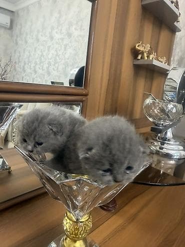 pişik yarım tip: Britan, Dişi — 8