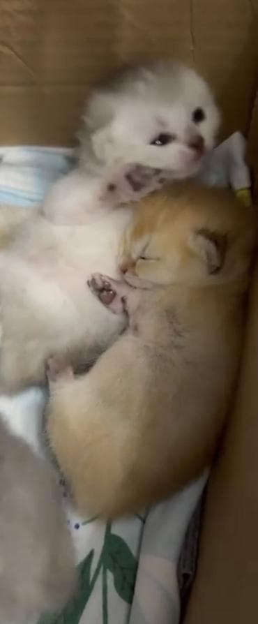 heyvanlar: Şinşilla, Erkək, Cütləşmə üçün — 7