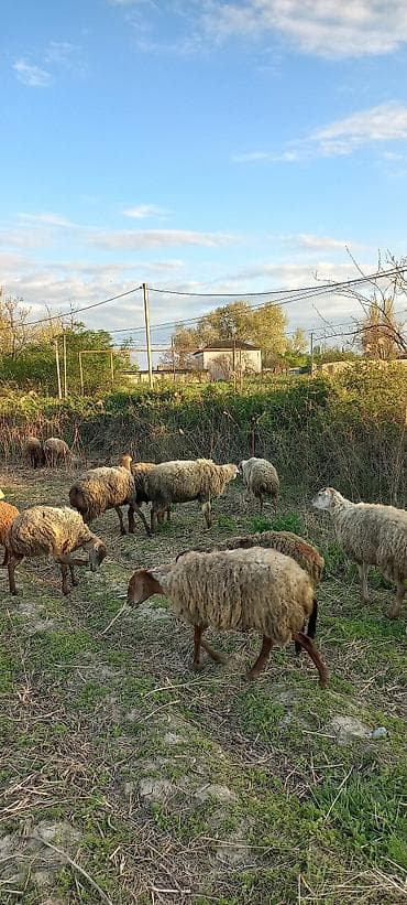 heyvan satisi: Evella salam 200 baş qoyunu quzlu heyvan satlir isdyen elaqe saxliyib — 5
