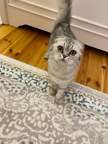 zvanok iti satilir: Şinşilla, Dişi, Yaxşı əllərə, Ödənişli çatdırılma — 2