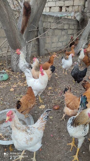 itlerin pulsuz verilmesi: Xoruzlar. xoruzlar satılır — 4