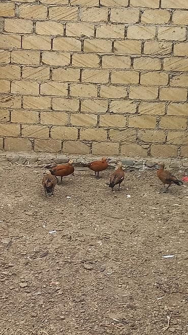 Satılır: Ruddy shelduck (qızılı ördək) dəstəsi - Növ: Tadorna — 4