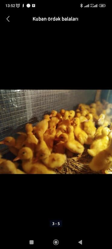 cuce qefesi: Ördək cücələri, Ətlik, Ünvandan götürmə, Pulsuz çatdırılma, Ödənişli çatdırılma — 4