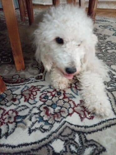 Pudel, 2 il, Dişi, Sənədli