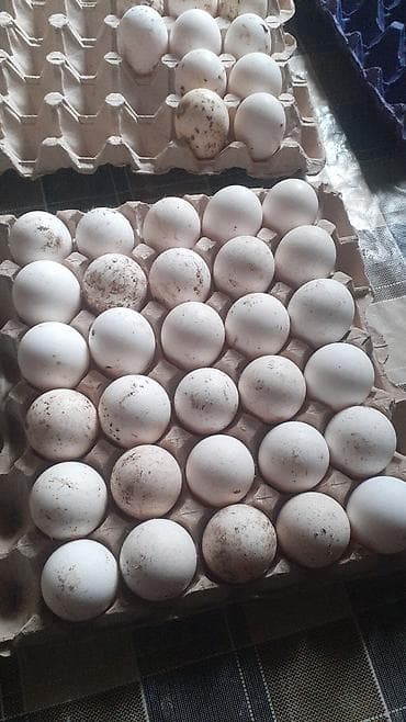 tovuz qusu satilir: Amerika Bronzo.Təmiz qan .Super ətlik və damazlıq cinsdir.Mayalı və — 3