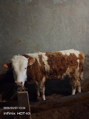 Гуси: Salam simental ərkək danadı real alıcıya endirim olacağ isdiyən olsa — 4