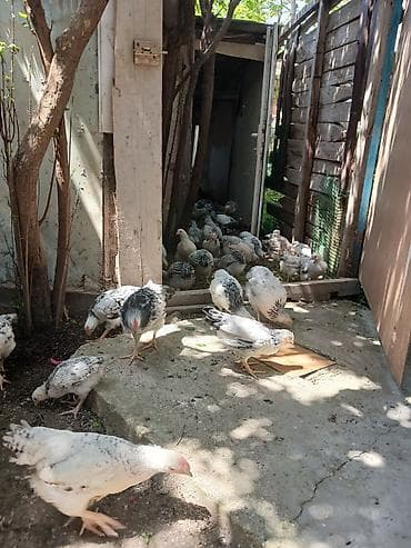 Toyuq, Yumurtalıq, Ünvandan götürmə lalafo.az -da Toyuq, Yumurtalıq, Ünvandan götürmə