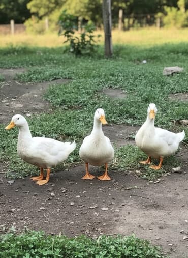 arı ailəsi satışı elanları 2025: Kuban ordəkleri 7 ayliq yumurtlayirlar. Topdan satis qiyməti 12 azn — 4