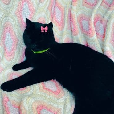 britan pişiyi: Britan, Dişi, Cütləşmə üçün, Pulsuz çatdırılma — 5