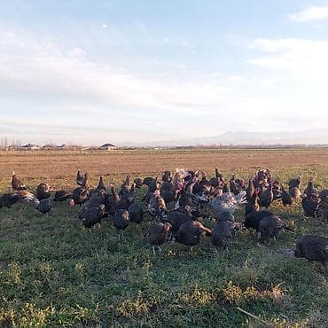 Keçilər, çəpişlər: Hinduşka cücələri, Ətlik — 5