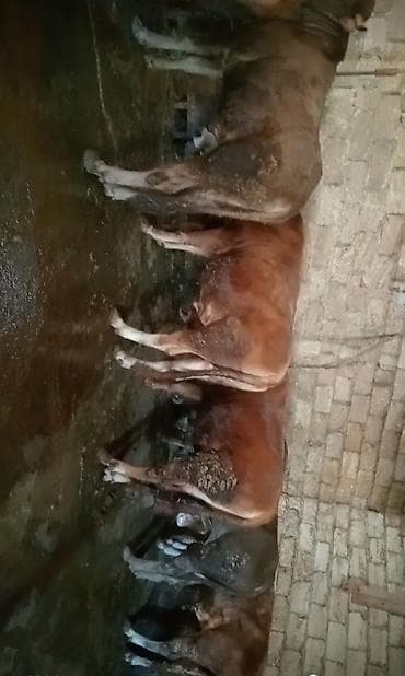 inek balasi: Salam 17 bas qurbanliq danalar her cekide var qiymet 17 m — 1