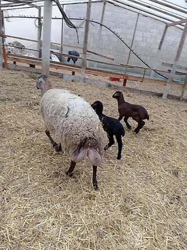 qala quzuları: Dişi, Qala, il: 1, 50 kq, Damazlıq, Ünvandan götürmə — 3