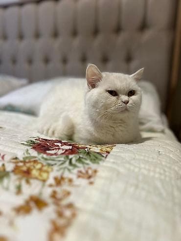 retriever satilir: Satilir ag britan tik qulaq sakitdi agillidi qum terbiyyesi — 3