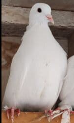 немецкая овчарка цена в баку: Göyərçin satılır 10 AZN — 1