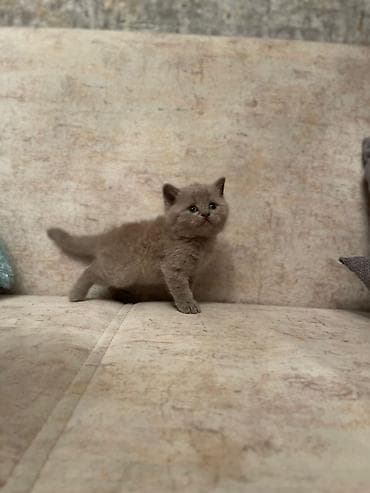 it bazari hardadi: Britan, Erkək, Dişi, Yaxşı əllərə, Ünvandan götürmə, Pulsuz çatdırılma, Ödənişli çatdırılma — 5