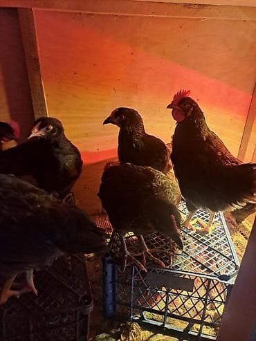 toyuq barter: Toyuq, Yumurtalıq — 2