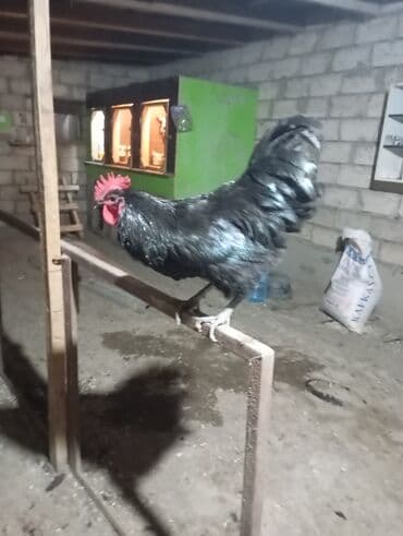 gence toyuq cuce: 7 ayliq bece — 2