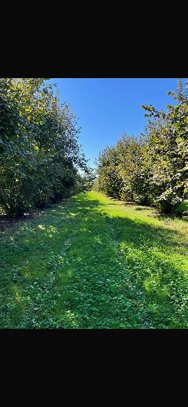 дачный земельный участок: Для сельского хозяйства — 1