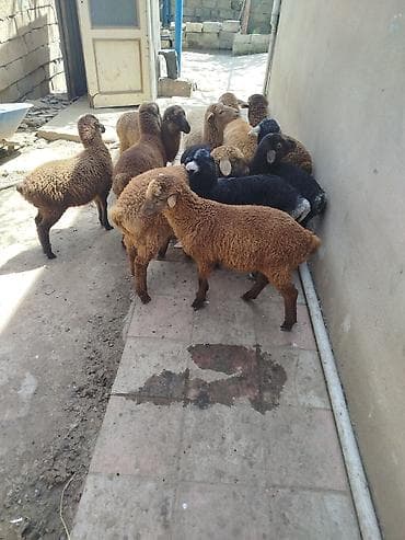 ekiz balalı qoyunlar: Mal-qara: Quzu sürüsü - Növ: Yerli qoyun/quzu - Say: Şəkillərdə bir — 2