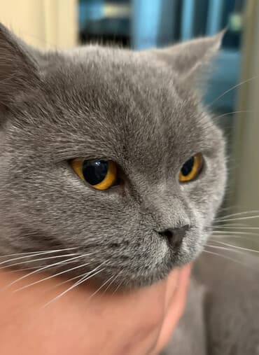 pişik qara: Britan — 1