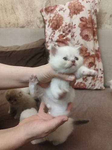 Balıqlar: Britan, Dişi — 4