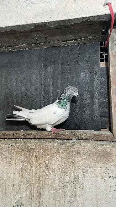 qu qusu: Temiz gözü ağ pakistan erkeydi Məhsul: Göyərçin (ağ rəng — 1