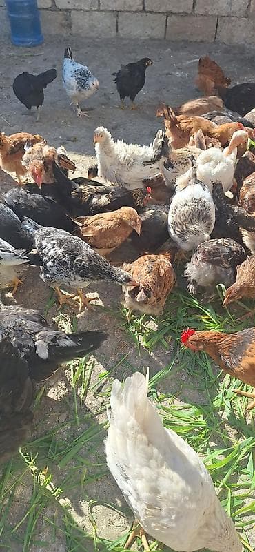 kend cucesi: Toyuq cücələri, Damazlıq — 2