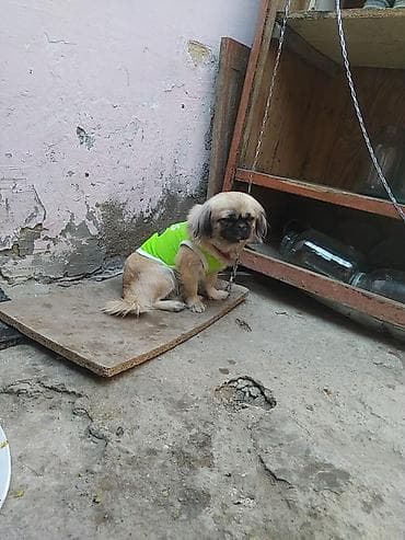 balaca itler: Pekines — 2
