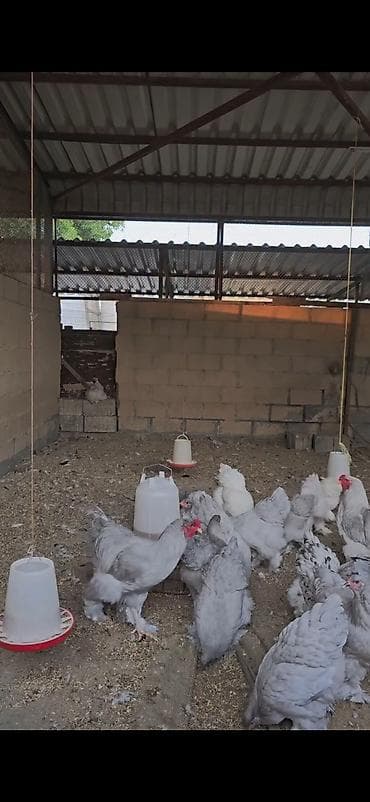 qusarda inek satilir: Boz rəngli Brahma cinsli toyuqlar 10 toyuq 3 xoruz — 6