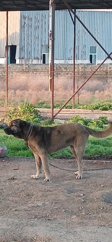 Kanqal, 1 il, Dişi, Peyvəndli, Ödənişli çatdırılma lalafo.az -da Kanqal, 1 il, Dişi, Peyvəndli, Ödənişli çatdırılma