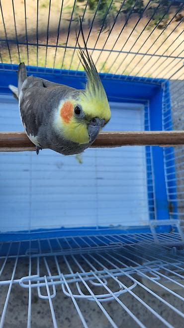 Попугаи: Oz quslarimdi evde korpe olduguna gore baxmaq mumkun olmur deye — 6