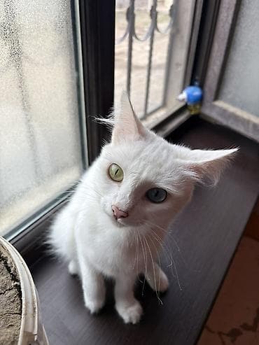 cins pisik cutlesdirme: Van, Dişi, Yaxşı əllərə, Ünvandan götürmə — 5