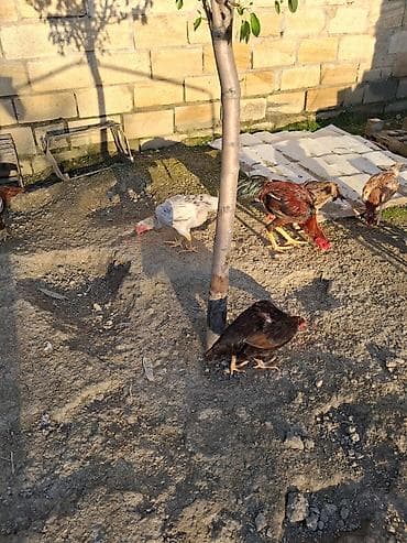 cins ineklerin satisi 2018: Toyuq cücələri, Damazlıq — 8