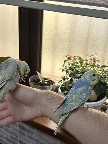 popugay: 2 ədəd 1 ay yarımlıq gözəl rəngli RAİNBOW tutuquşu. Ələ öyrətməyin tam — 3