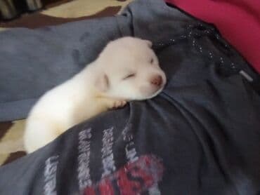 it ev: Zvonok, 1 ay, Erkek, Ödənişli çatdırılma, Ünvandan götürmə, Pulsuz çatdırılma — 4