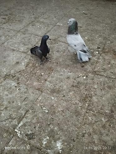 ev it: Köhnə cinslərdəndi Qara əbrəş qizğin erkekdir 17 tük.Soğan əbreş erkək — 4