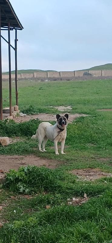 etibarli elere verilir: Qurdbasar, 10 ay, Dişi, Peyvəndli — 1