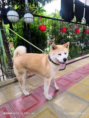 it adları erkək: Akita-inu, 1 il, Erkek — 2