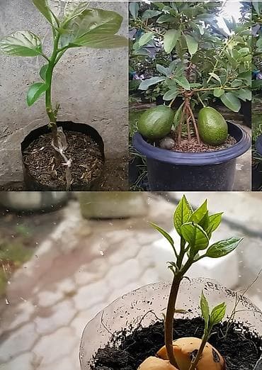 Məhsul: Avokado fidanı (saksıda) Təsvir: - Toxumdan yetişdirilmiş