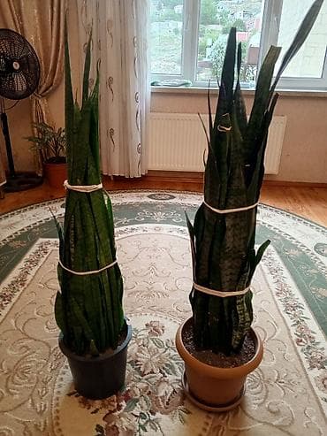 bitki: Sansevieria (Qaynana dili) – iri ölçülü, qapalı məkanlar üçün — 4