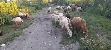 etibarlı əllərə itler: 77başdan ibarət qoyun sürüsü satılır – qarışıq rəng və tipdə ana — 4