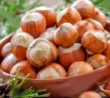 надувные матрасы в баку: Fındıq tingləri – şitillər - Növ: klassik şirin fındıq (Corylus — 2