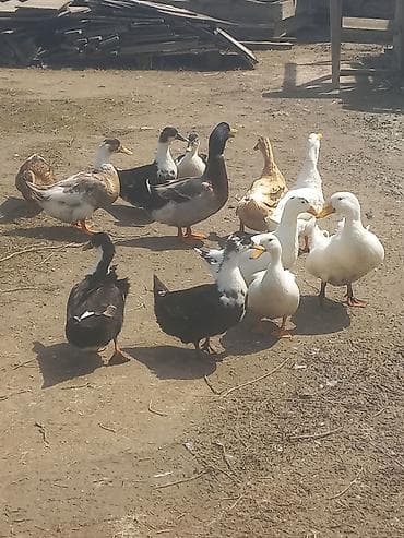 Ördək: Erkək, Ətlik — 3