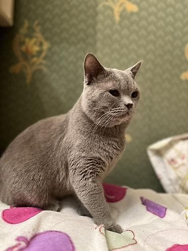 pişikler ucuz: Şotland, Erkək, Cütləşmə üçün, Ödənişli çatdırılma — 5