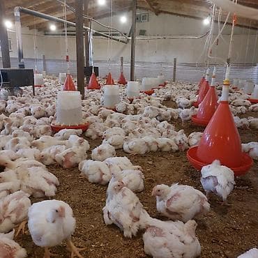 yaponka toyuq: Toyuq cücələri, Ətlik — 3