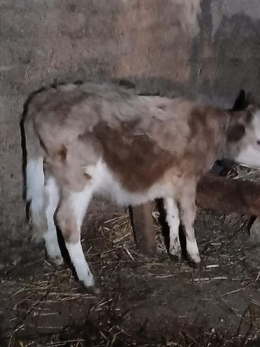 Asia: Cidi şexsler zengin vursun razlaşaq üvan celilabdı — 3