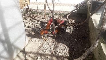 kend xoruzu: Məhsul: Xoruzlar (bir neçə baş) Təsvir: - Şəkillərdə müxtəlif rəngdə — 3