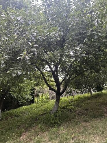 ismayıllı kirayə evlər: Для сельского хозяйства, Купчая — 6